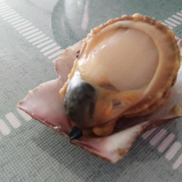 扇贝