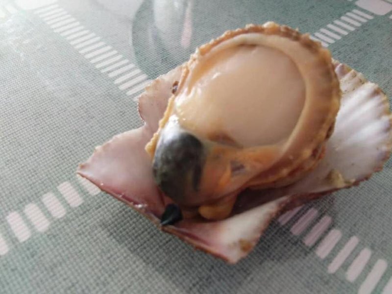 扇贝