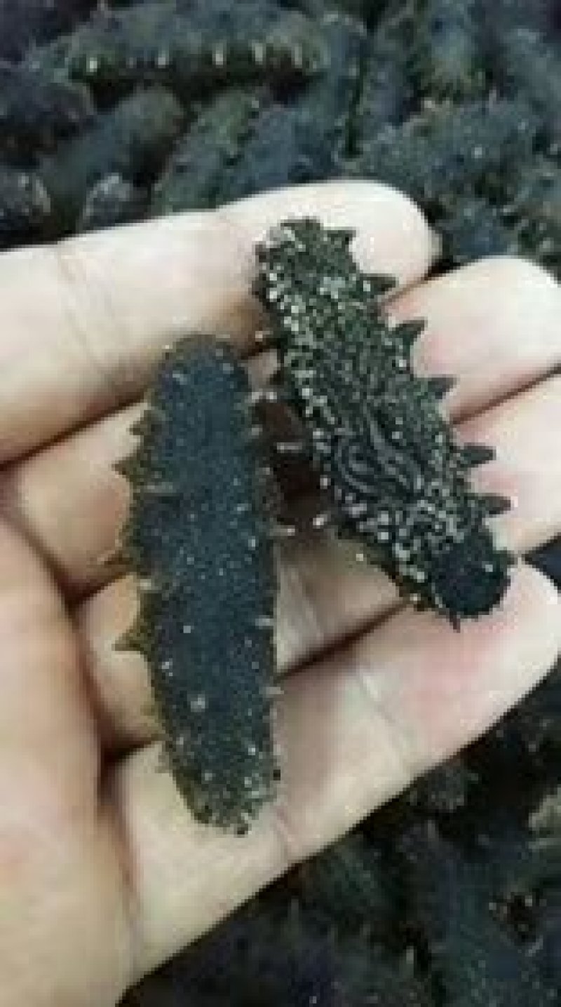 辽刺参，产地直发，保证质量！一件代发！