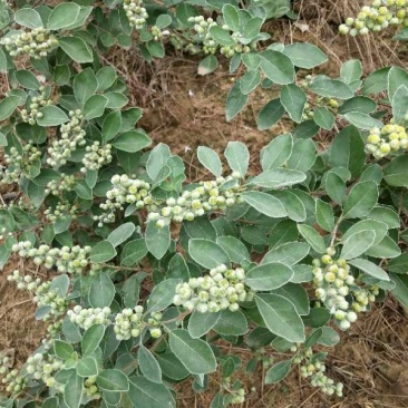 江西药材单叶蔓荆子苗