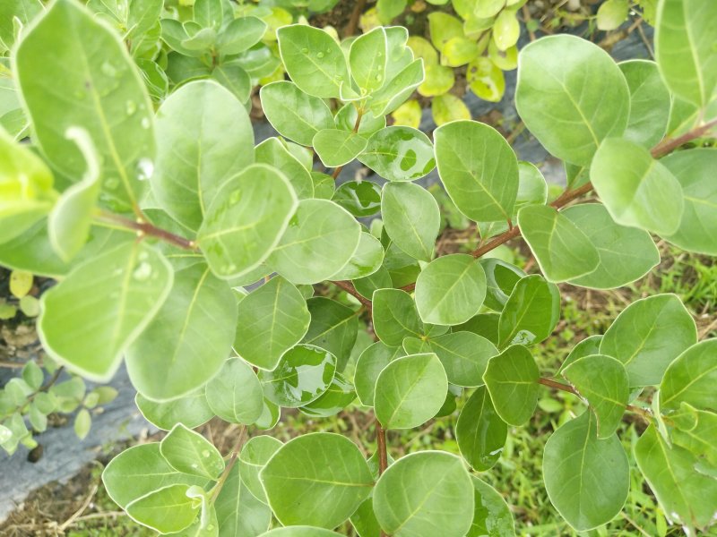 江西药材单叶蔓荆子苗