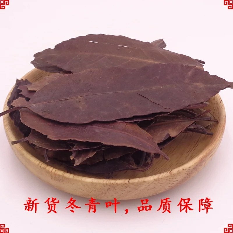 四季青冬青叶毛冬青叶女贞叶中药材