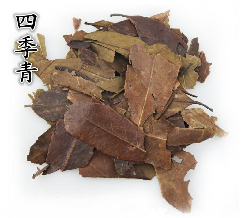 四季青冬青叶毛冬青叶女贞叶中药材