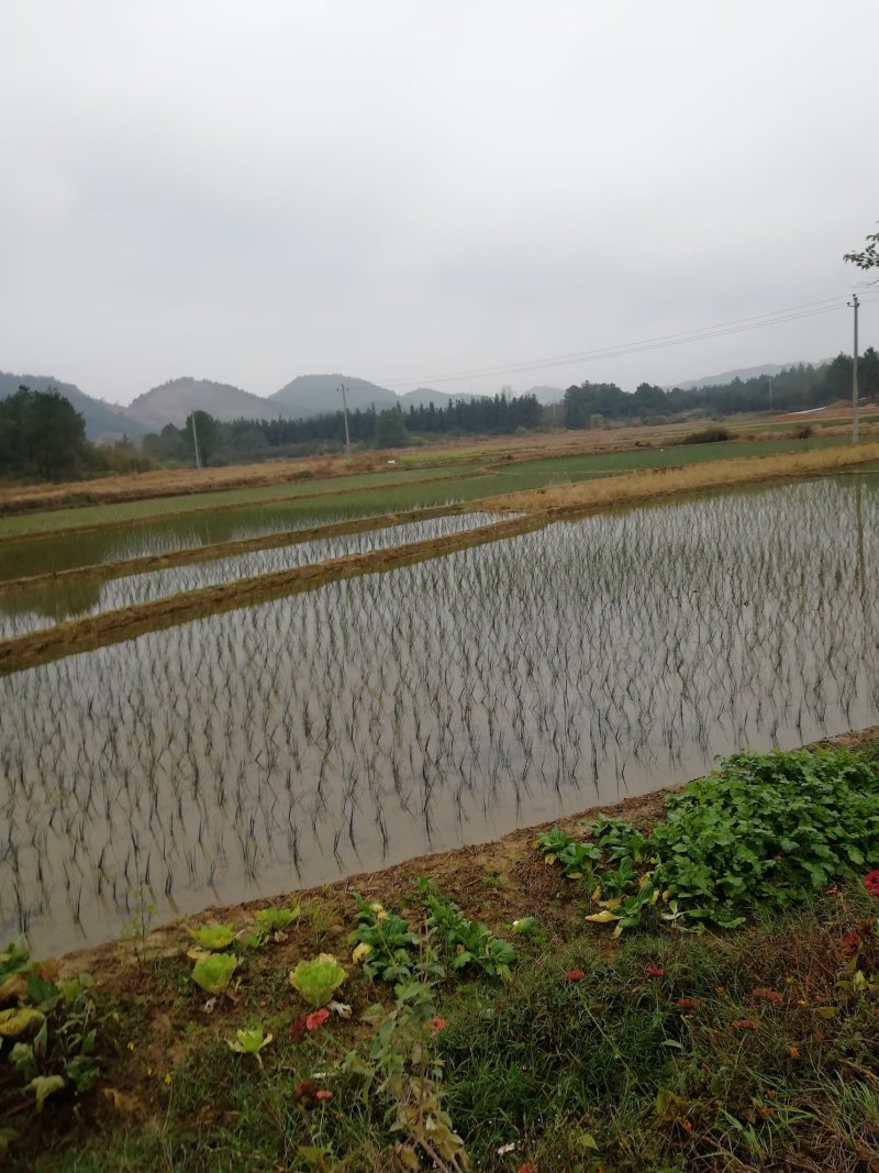 全国最大万亩灯心草基地