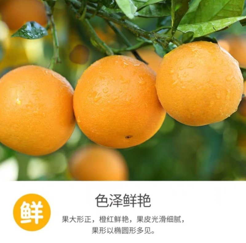 湖南麻阳冰糖橙