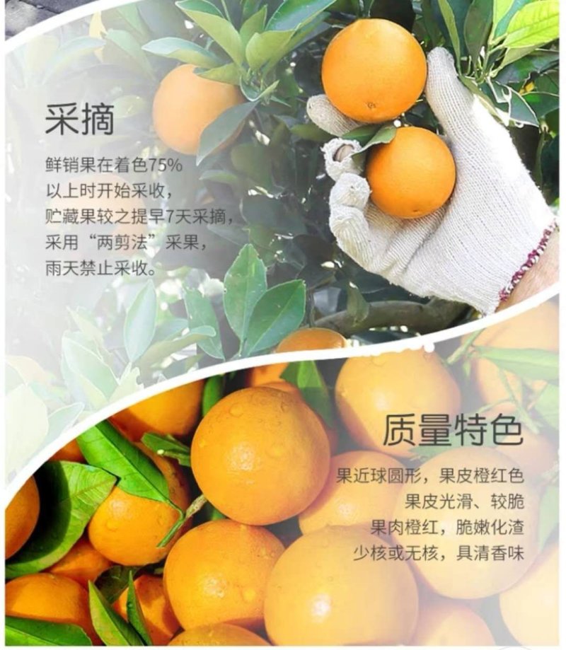 湖南麻阳冰糖橙