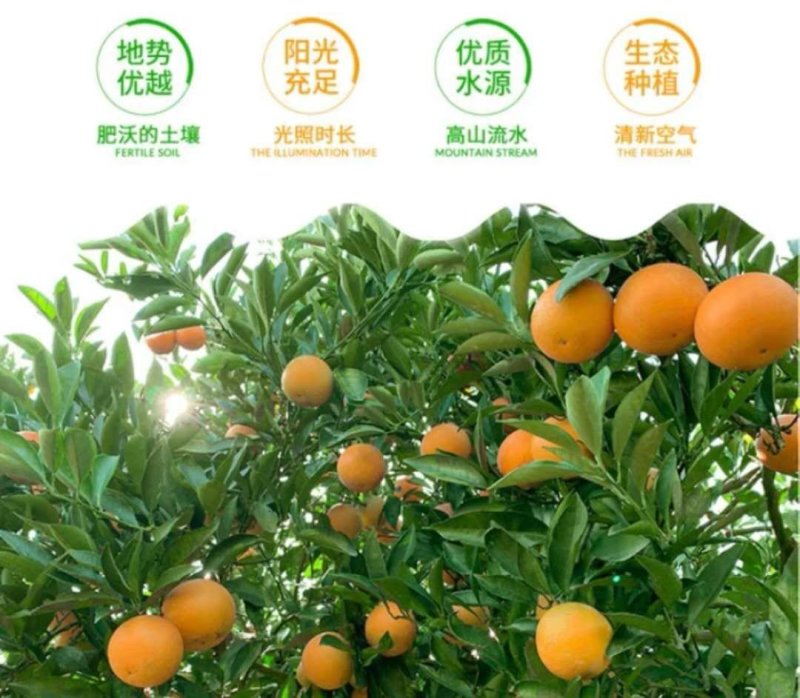 湖南麻阳冰糖橙