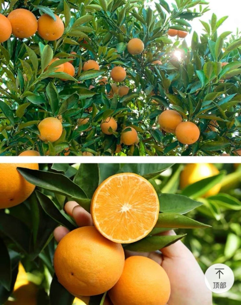 湖南麻阳冰糖橙