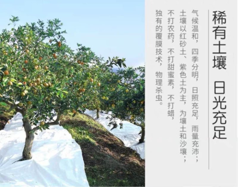 湖南麻阳冰糖橙