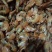 特价烤虾，干虾，烤虾干