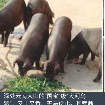 大河乌猪