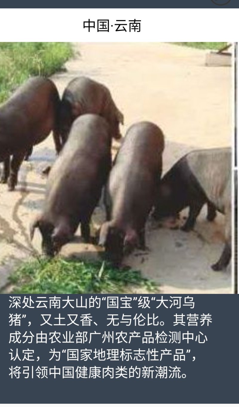 大河乌猪