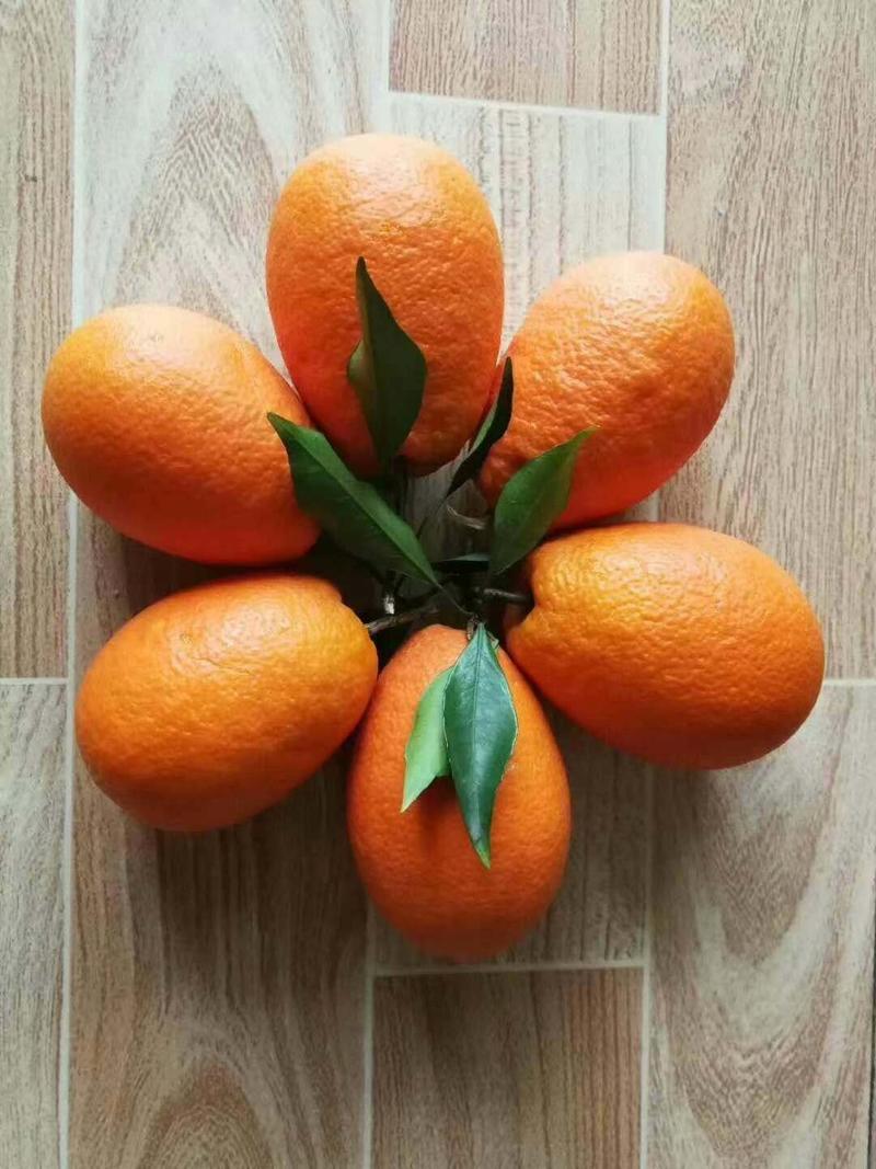 秭归橙子脐橙夏橙现採现发.支持视频看货代发全国市