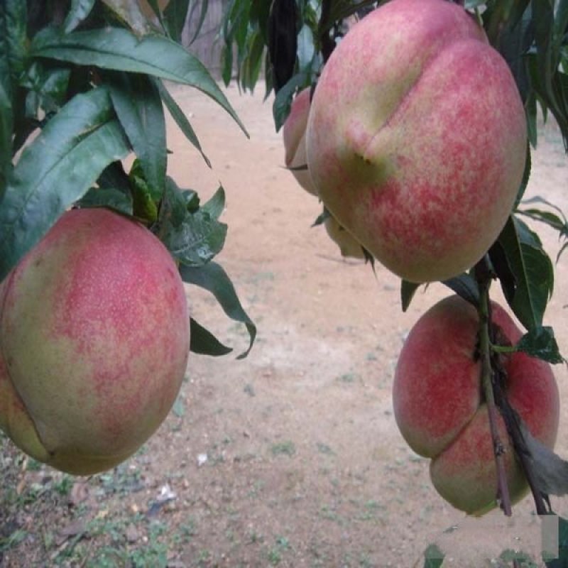 桃树苗大久保2年嫁接苗包成活现挖现卖