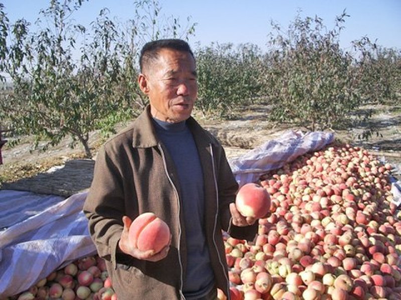 桃树苗大久保2年嫁接苗包成活现挖现卖