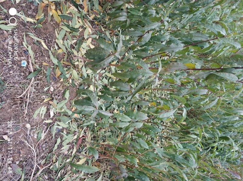桃树苗大久保2年嫁接苗包成活现挖现卖