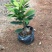 黄金榕小苗高20到30厘米黄金榕球80到2米大球