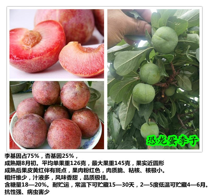 李子苗恐龙蛋李子现挖现卖包成活2苗嫁接苗直销