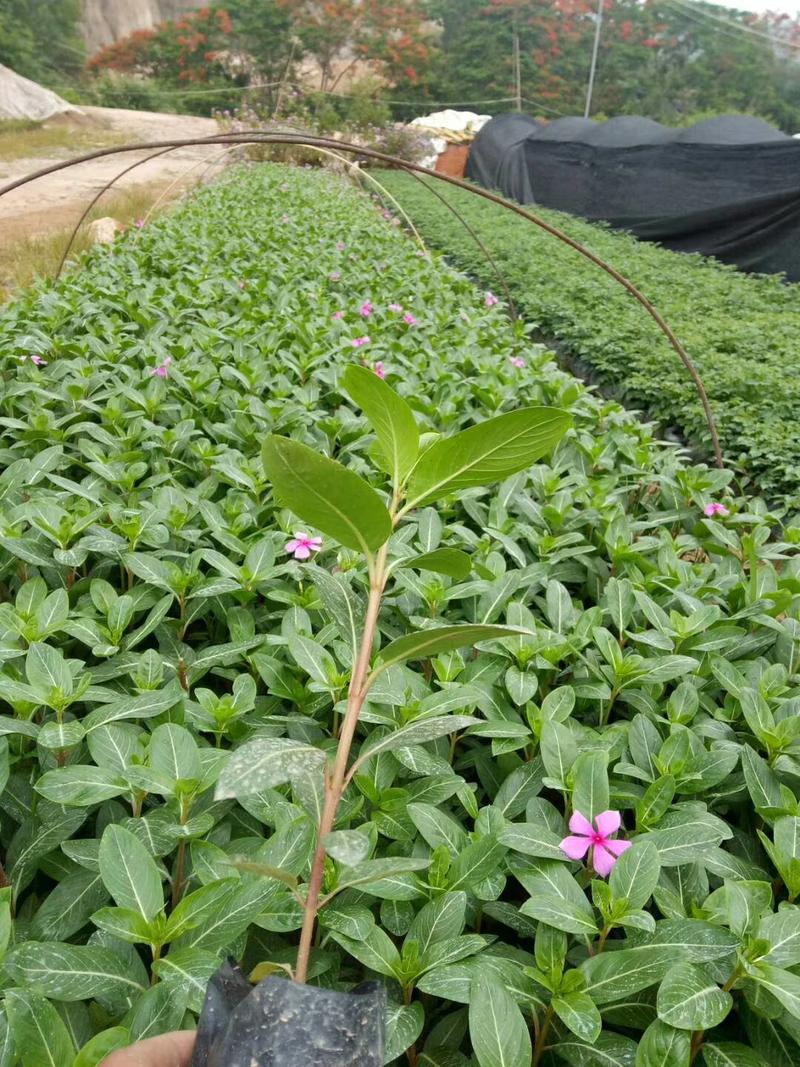 长春花高度20到30厘米苗木基地产地自销