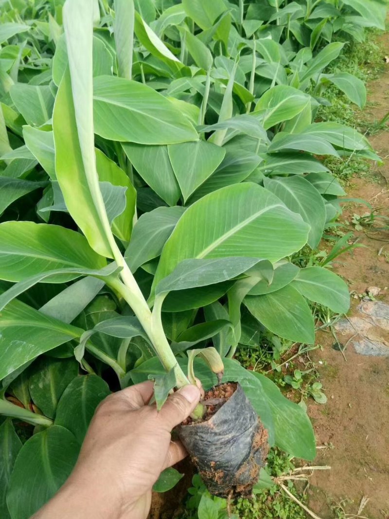 广粉粉蕉苗金粉一号粉蕉苗西贡蕉苗