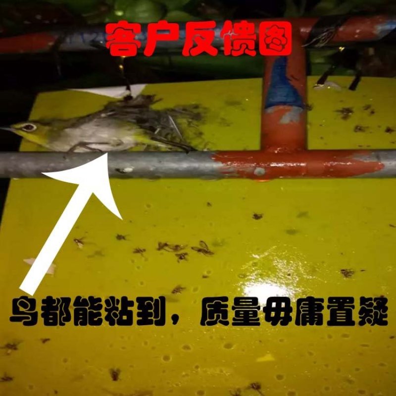 双面粘虫板诱虫板纸贴诱捕器粘板灭小飞虫沾果蝇