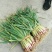 精品蒜苗红根蒜苗40cm至50cm，根红，根粗，粗细均匀