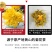 菊花茶金丝皇菊黄菊一朵一杯花茶大菊花茶贡菊搭枸杞茶叶