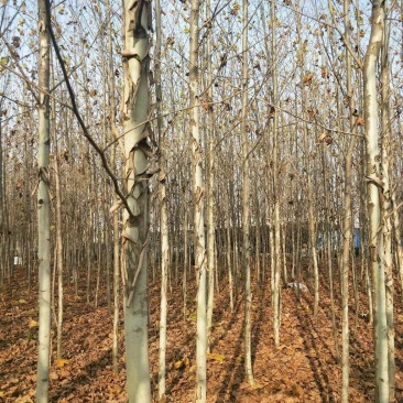 供应法桐，批发5-18公分法桐，速生法桐