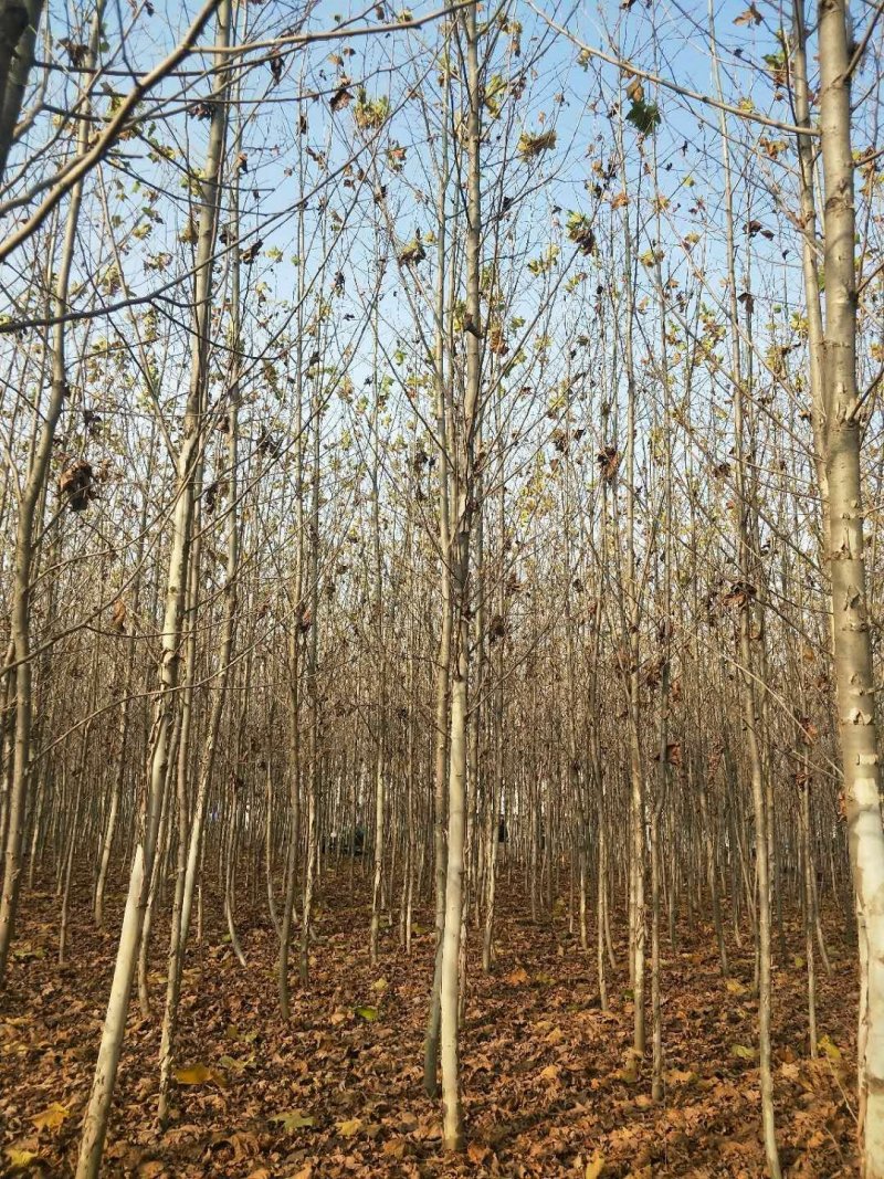 供应法桐，批发5-18公分法桐，速生法桐