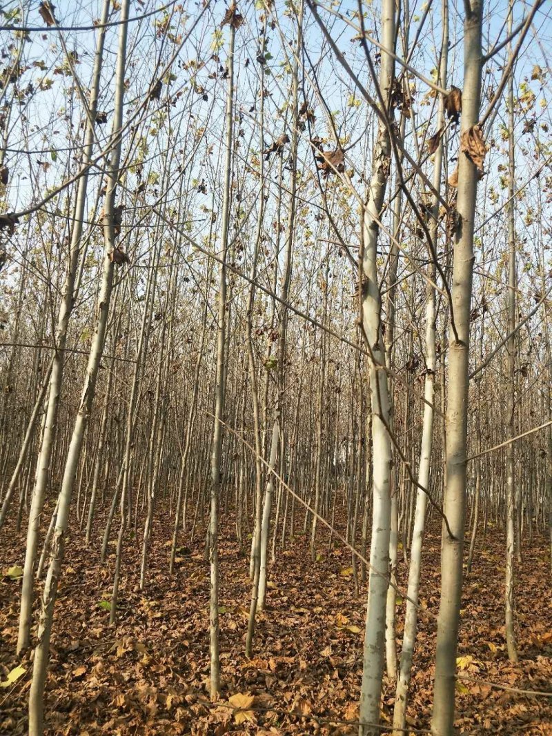 供应法桐，批发5-18公分法桐，速生法桐