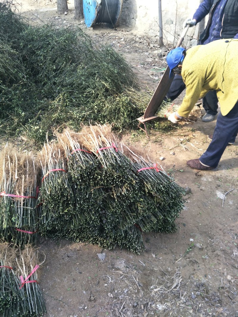 批发积壳种子药用枳壳量大价格便宜积壳苗根系发达