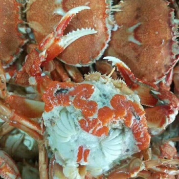 发财蟹（礼盒装）