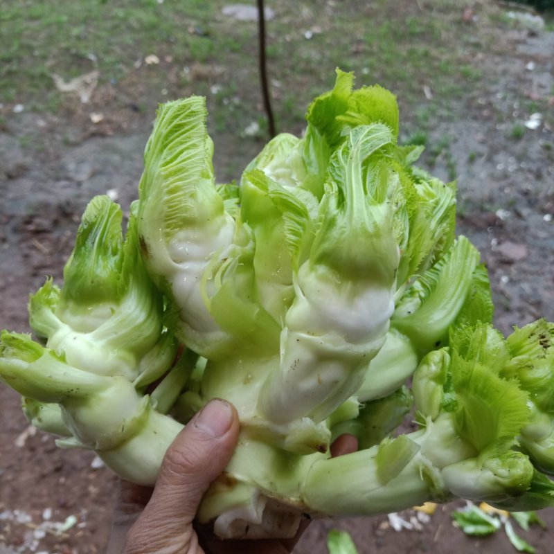 儿菜