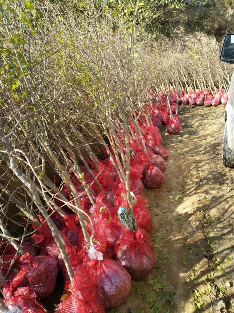 【荥阳突尼斯软籽石榴树苗】基地直供货源稳定包成活