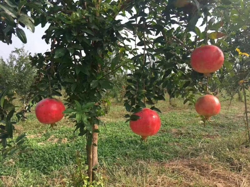 【荥阳突尼斯软籽石榴树苗】基地直供货源稳定包成活