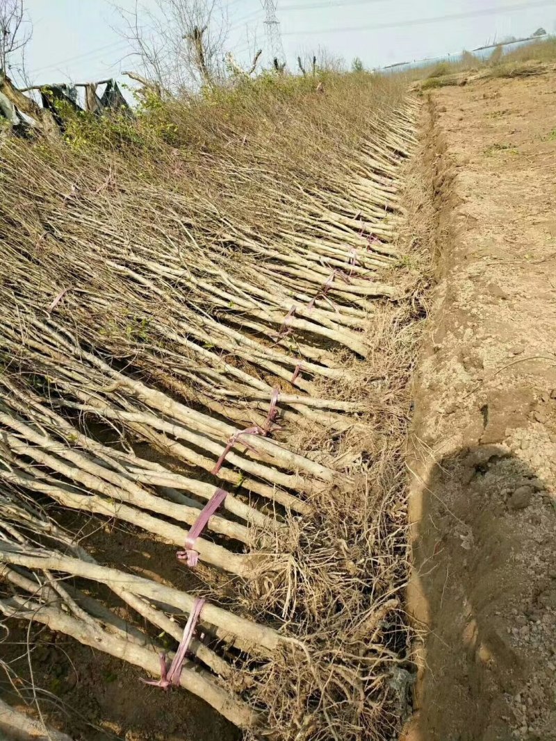 【荥阳突尼斯软籽石榴树苗】基地直供货源稳定包成活