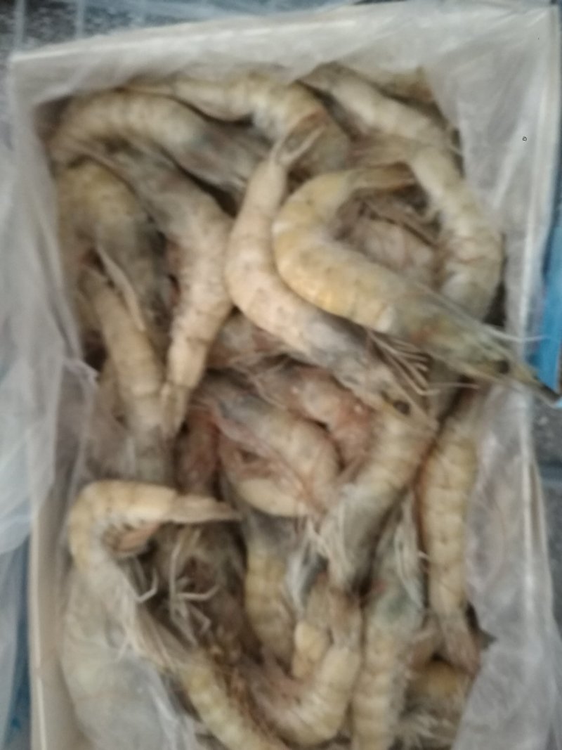 冷冻对虾