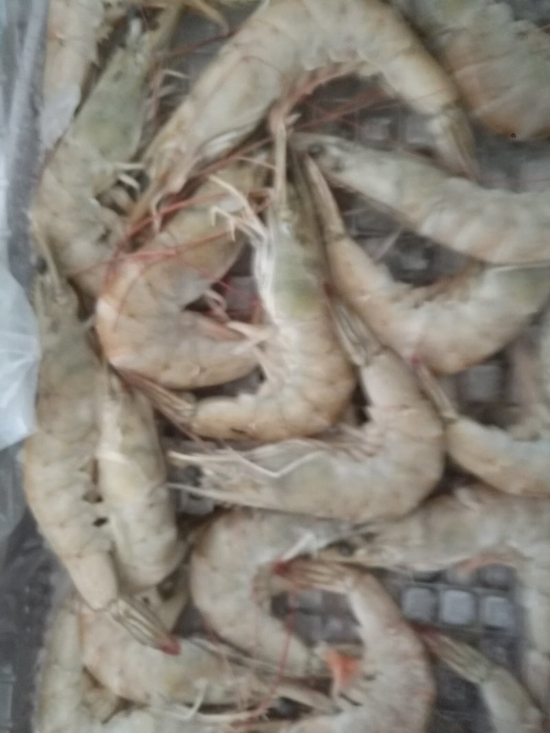 冷冻对虾