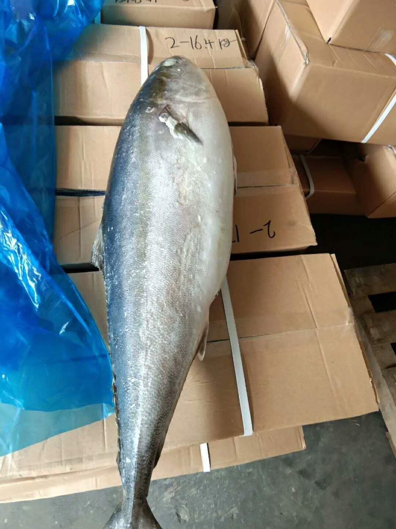 黄金拔