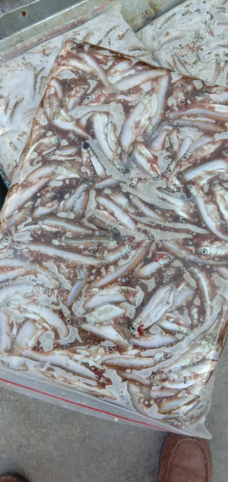 白条饲料鱼