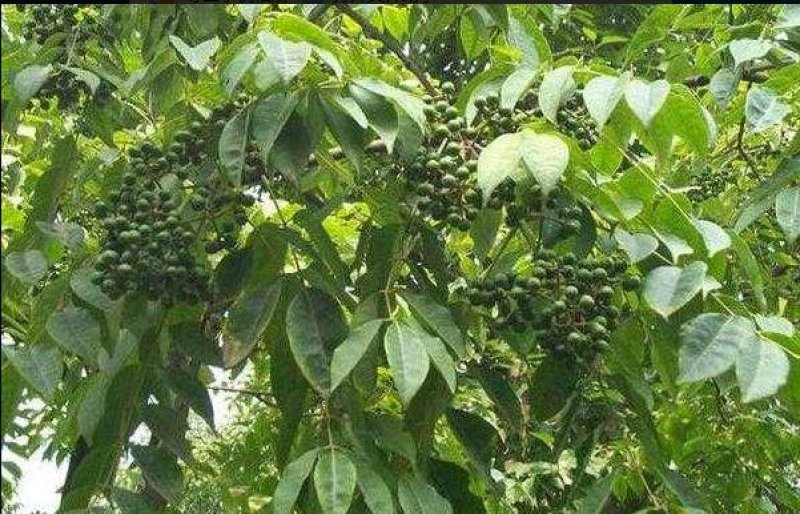 黄柏皮