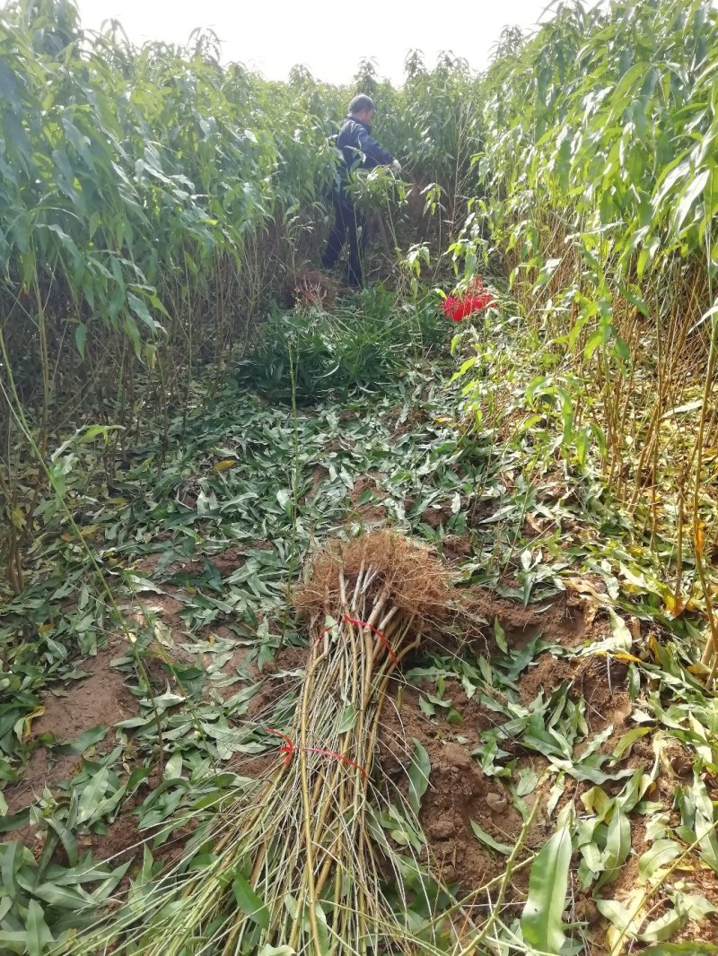 中蟠11桃树苗黄金蟠桃品种纯正提供种植技术