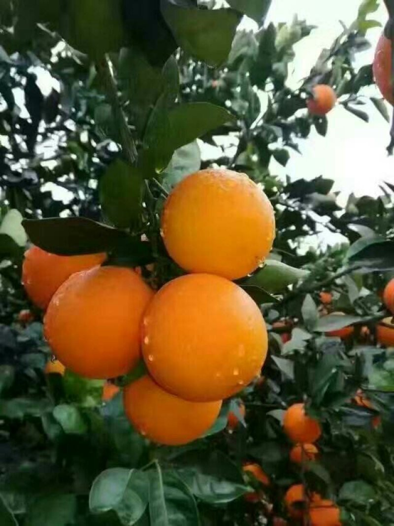 10斤包邮四川秭归脐橙