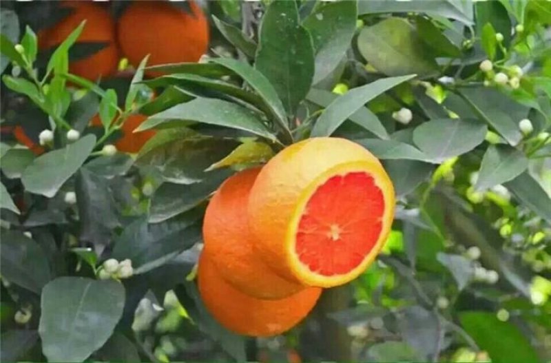 10斤包邮四川秭归脐橙
