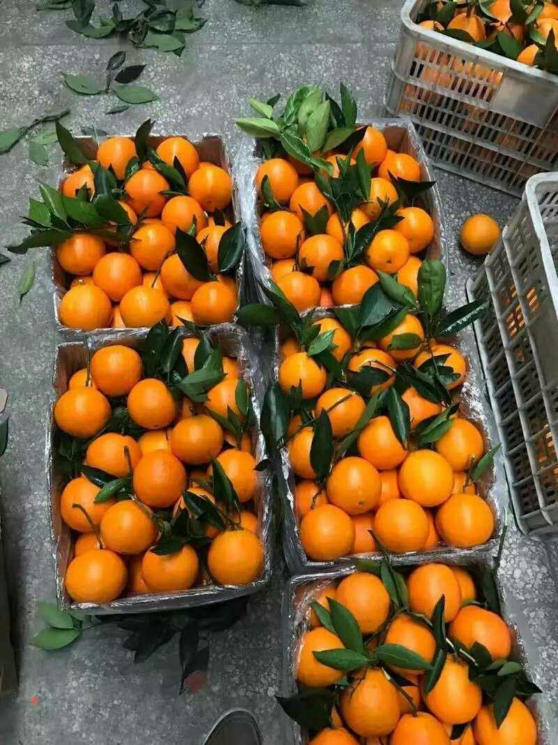 10斤包邮四川秭归脐橙