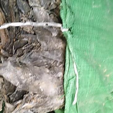 海带头，一米以下