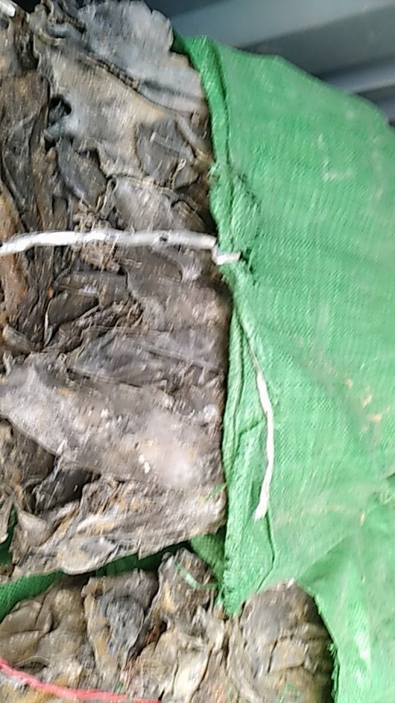 海带头，一米以下