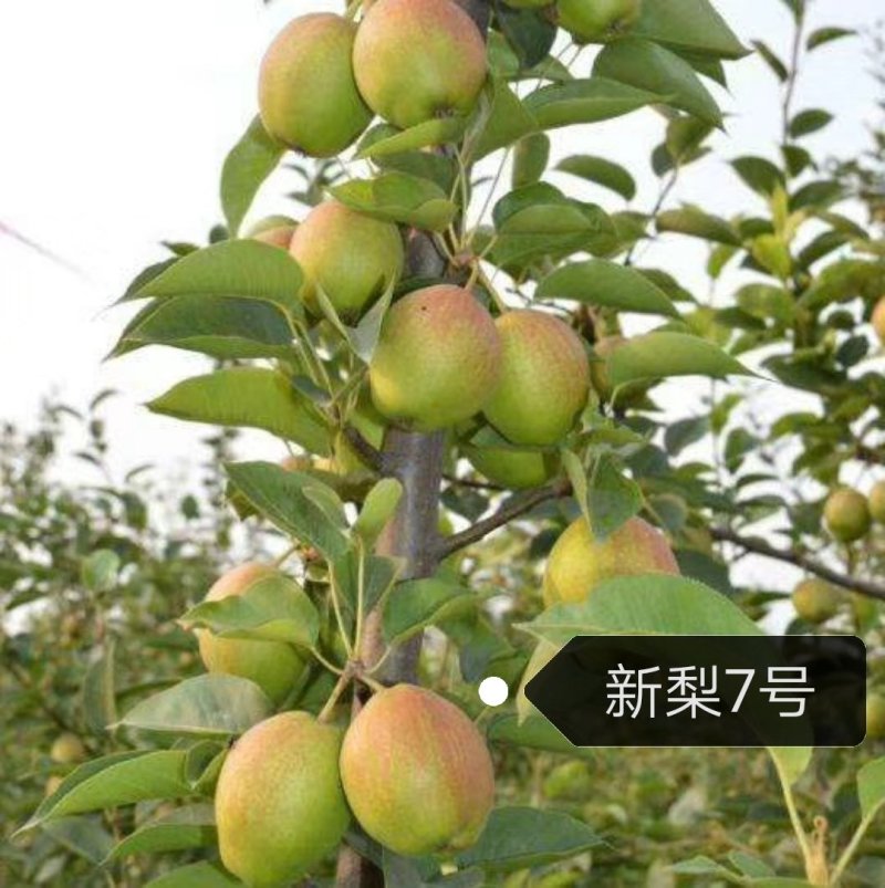 梨树苗新梨7号早酥红梨秋月秋阳保湿邮寄现挖现发提供技术