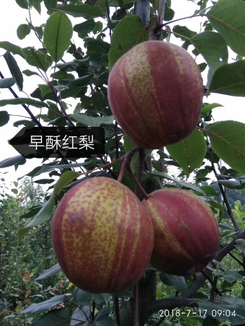 梨树苗新梨7号早酥红梨秋月秋阳保湿邮寄现挖现发提供技术