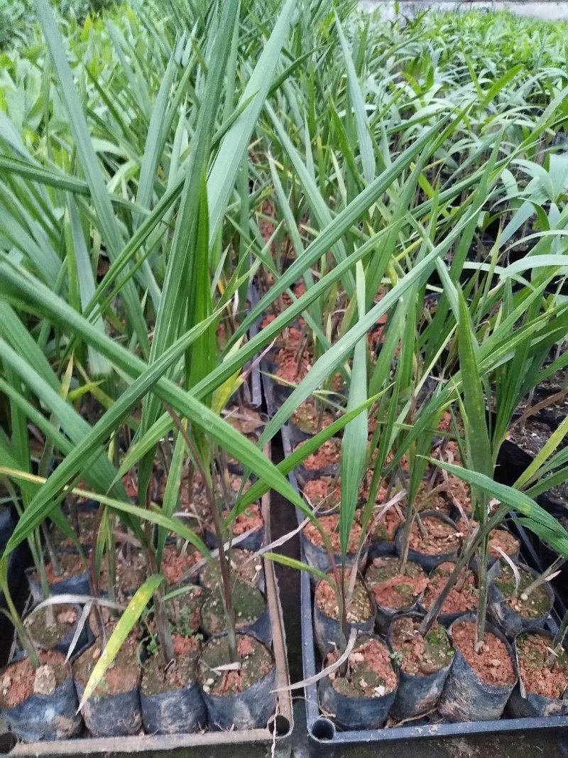 大王椰子树苗庭院行道植物园林绿化苗木四季常青